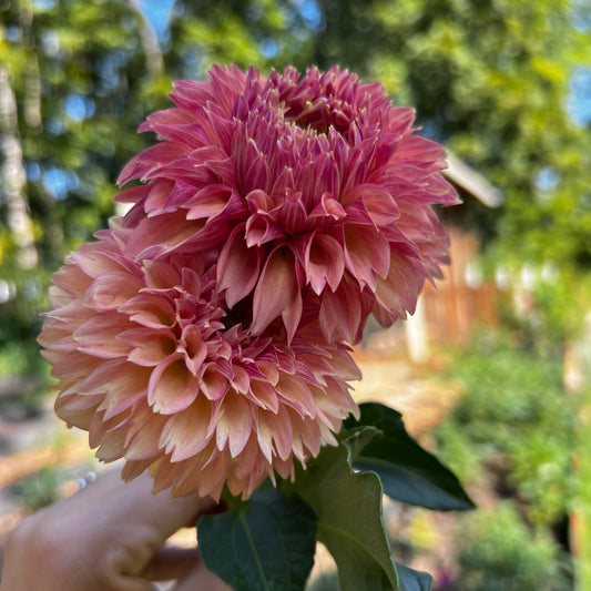 Dahlia 'KA's® Desert Rose'