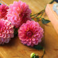 Dahlia 'Jabberbox'