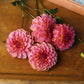 Dahlia 'Jabberbox'