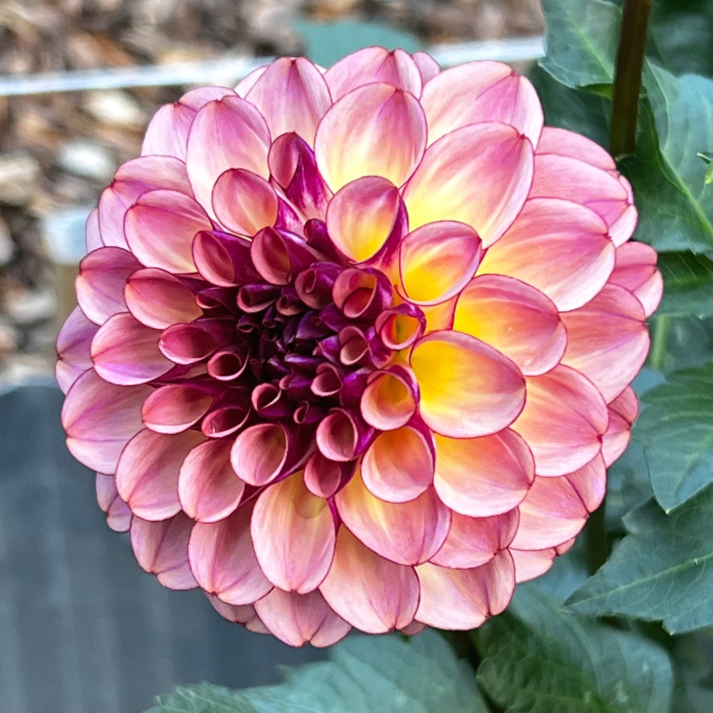 Dahlia 'Ferncliff Thunder' - Formal Decorative (1 tuber)