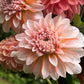 Dahlia 'Lee's Chloe'