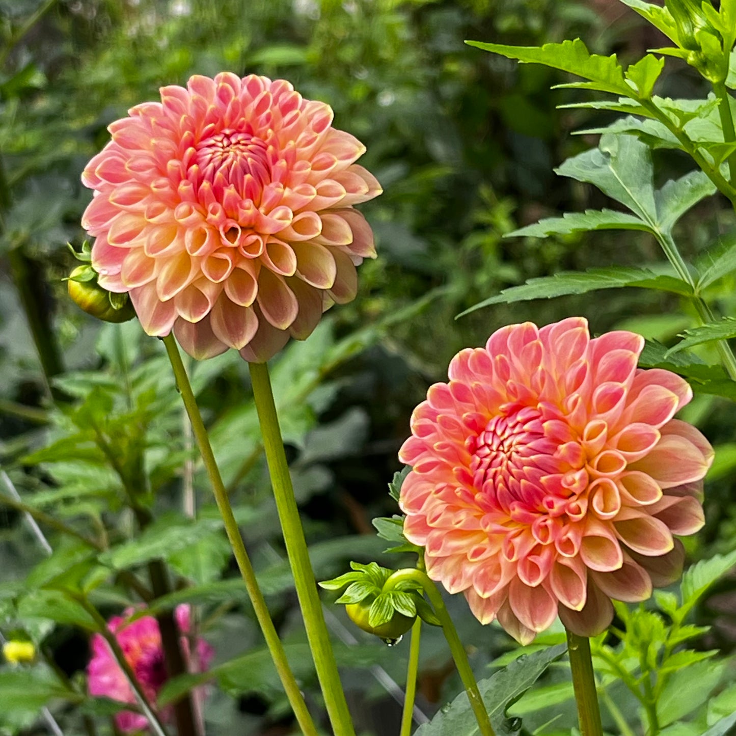 Dahlia '20th Ave Softer Peach' - Formal Decorative (1 tuber)