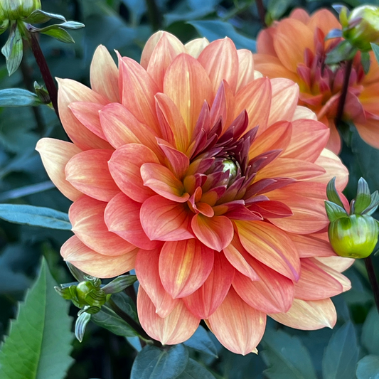Dahlia 'Dr. P.H. Riedel'