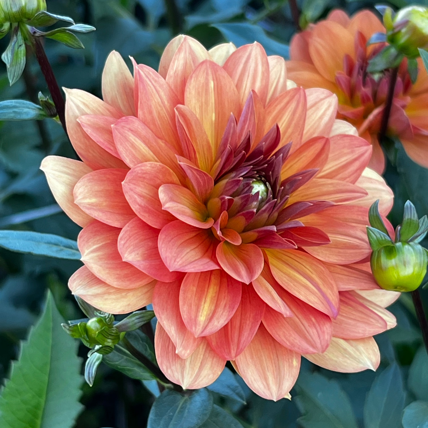 Dahlia 'Dr. P.H. Riedel' LIMITED - Waterlily (1 tuber)