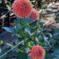 Dahlia 'Crichton Honey'