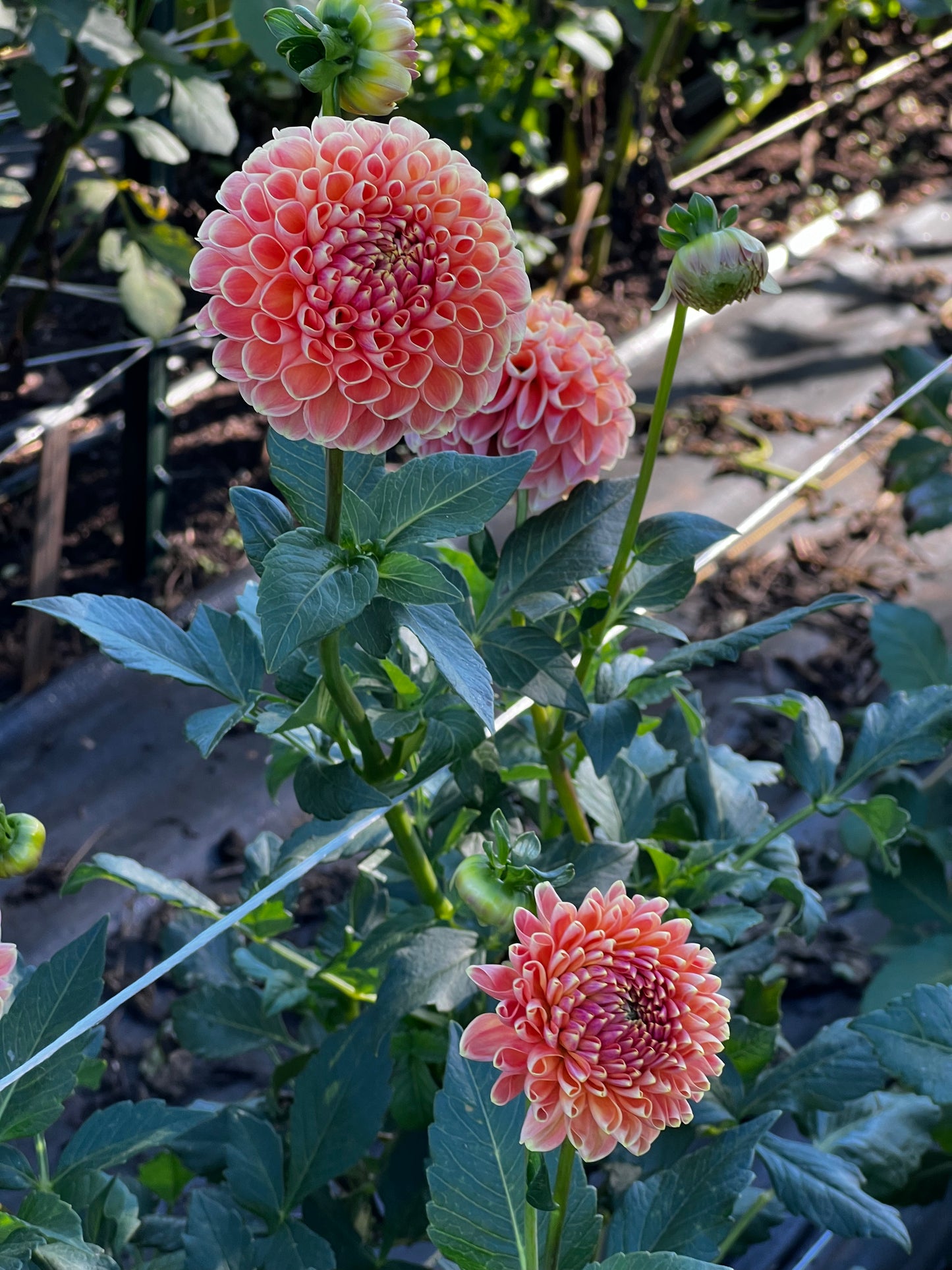 Dahlia 'Crichton Honey' - Ball (1 tuber)