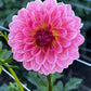 Dahlia 'Jabberbox'