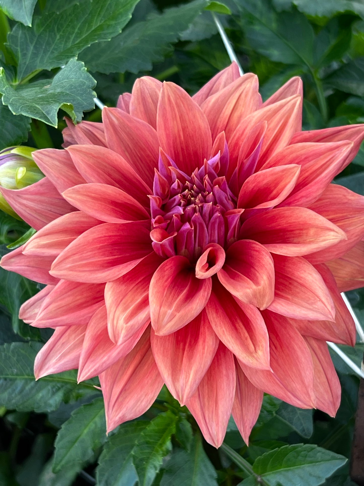 Dahlia 'Creve Coeur' - Semi-Cactus (1 tuber)