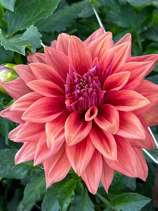 Dahlia 'Creve Coeur' - Semi-Cactus (1 tuber)