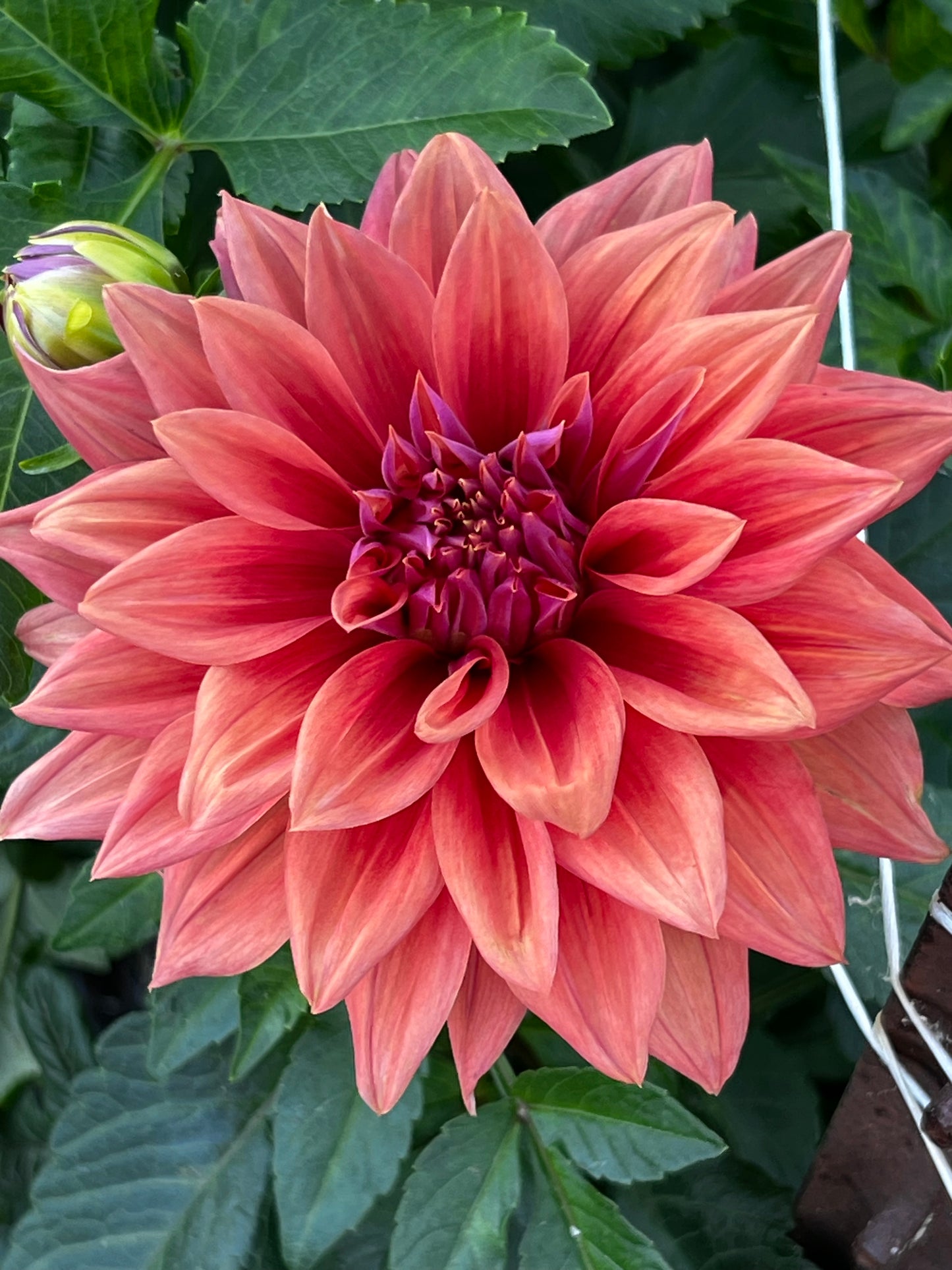 Dahlia 'Creve Coeur' - Semi-Cactus (1 tuber)