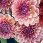 Dahlia 'Ice Tea'