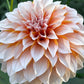 Dahlia 'Lee's Chloe'