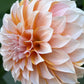 Dahlia 'Lee's Chloe'