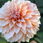 Dahlia 'Lee's Chloe'