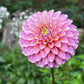 Dahlia 'Bloomquist Essence'
