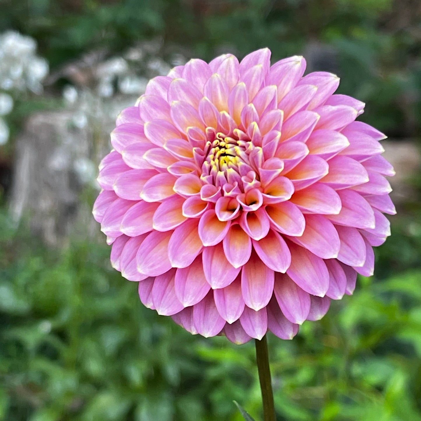 Dahlia 'Bloomquist Essence' - Spring Shipped