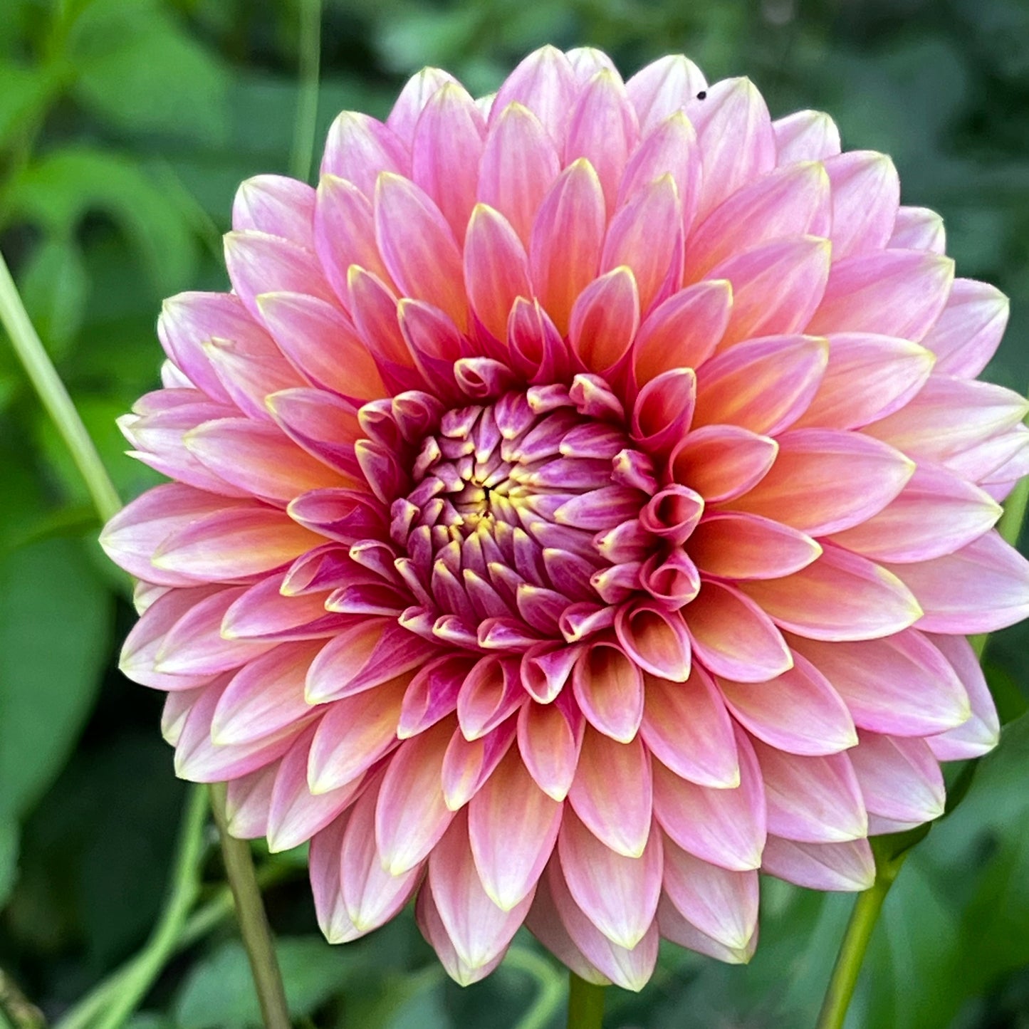 Dahlia 'Bloomquist Essence' - Spring Shipped
