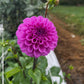 Dahlia 'Robann Regal'