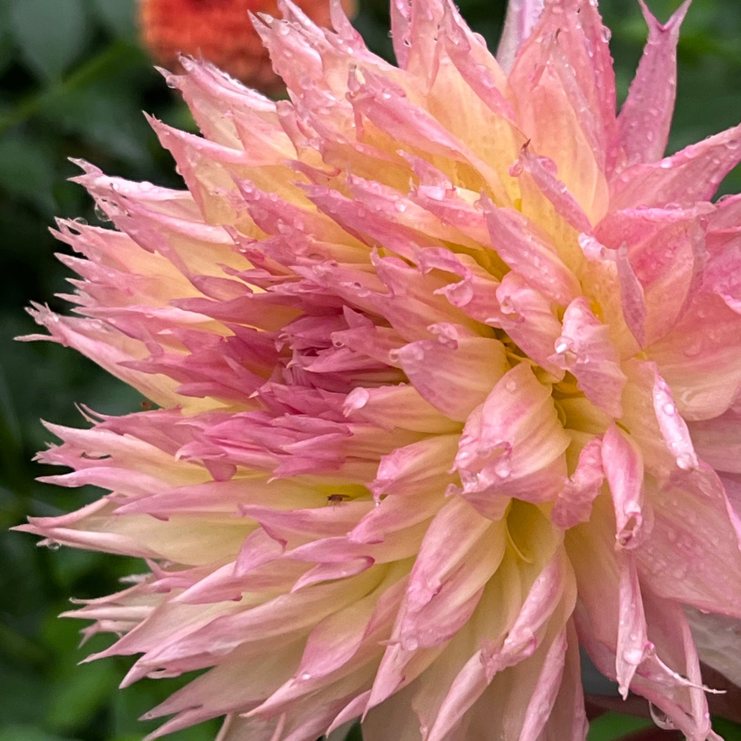 Dahlia 'Alauna Millipiques' - ROOTED CUTTING