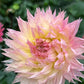 Dahlia 'Alauna Millipiques'