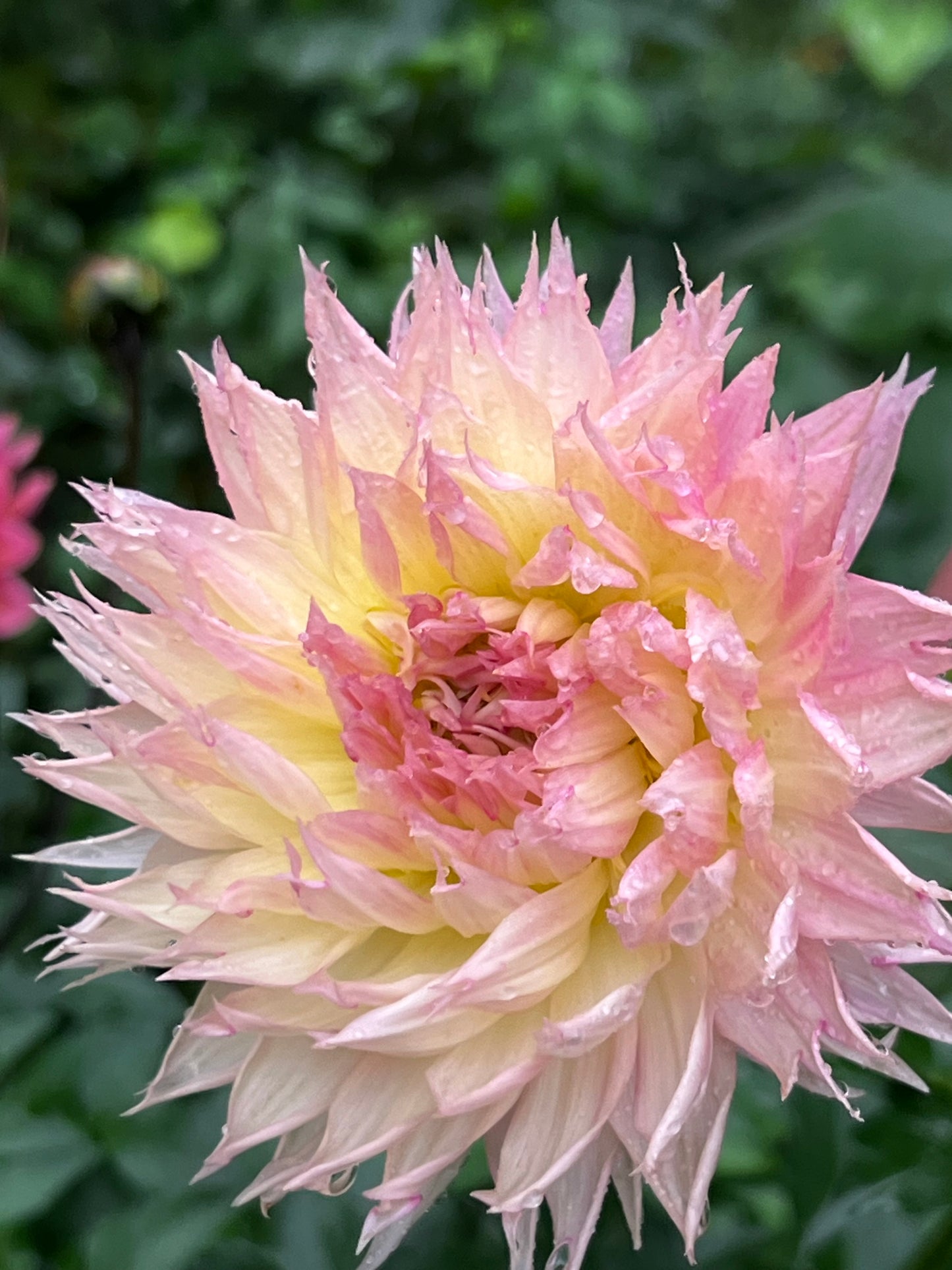 Dahlia 'Alauna Millipiques' - ROOTED CUTTING