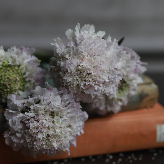 2026 Week 10 | Scabiosa Bon Bon Scoop Sweetness  | 4 Pack