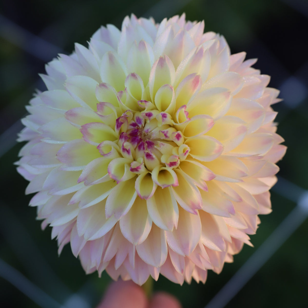 Dahlia 'Elks Tennley Rose' - Spring Shipped