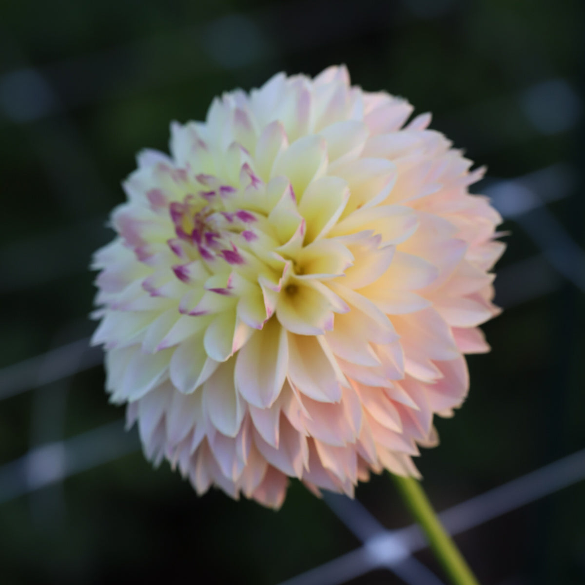 Dahlia 'Elks Tennley Rose' - Spring Shipped