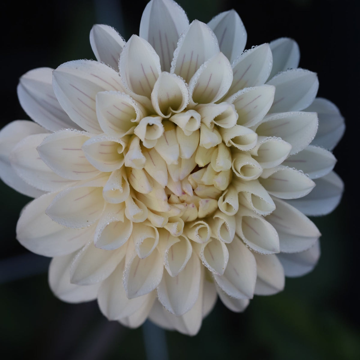 Dahlia - Pencil Art Sugar - Spring Shipped