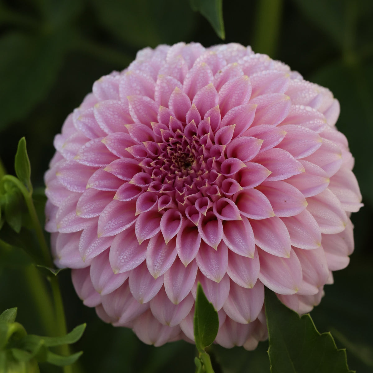 Dahlia 'Araluen Leatrice' - Spring Shipped