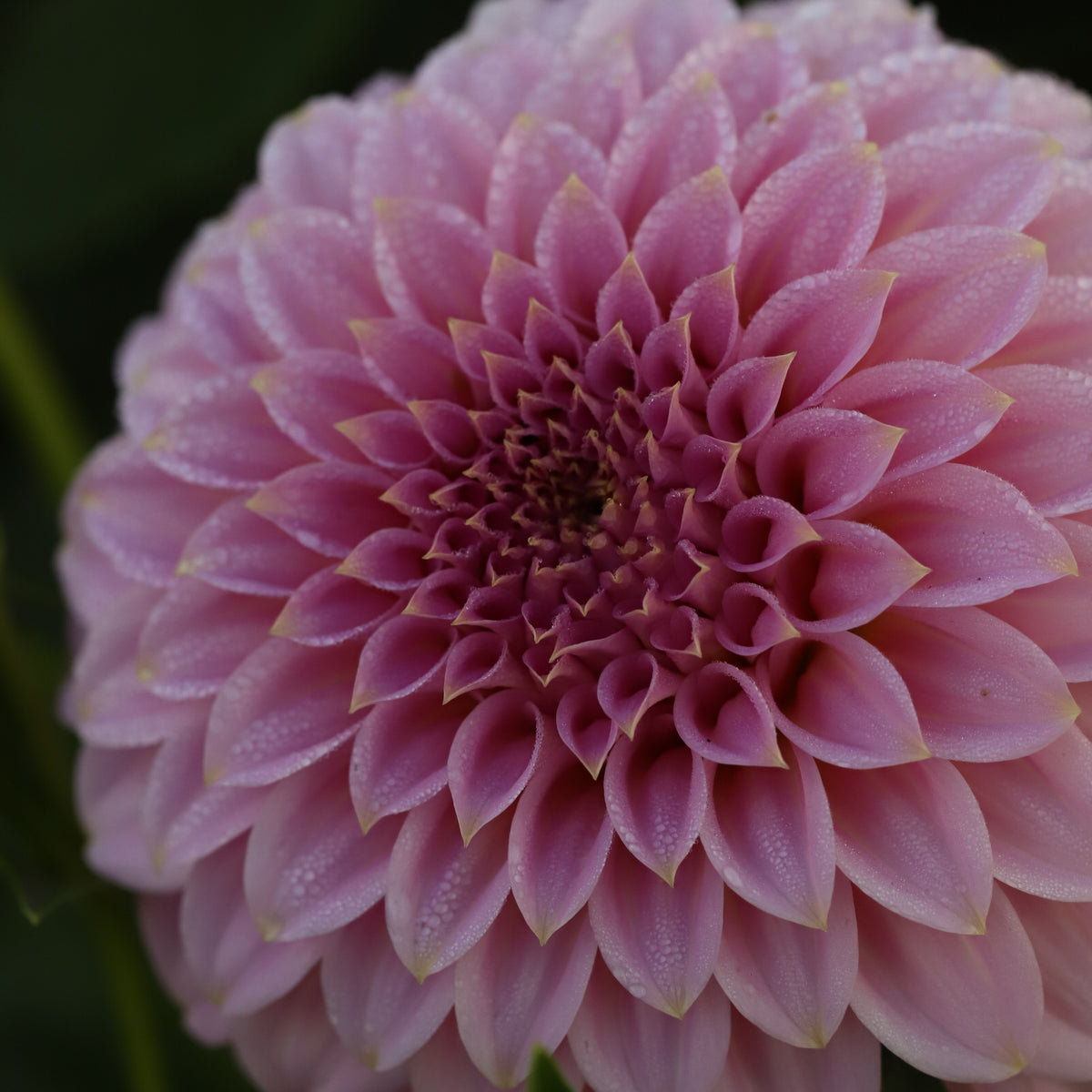 Dahlia 'Araluen Leatrice' - Spring Shipped