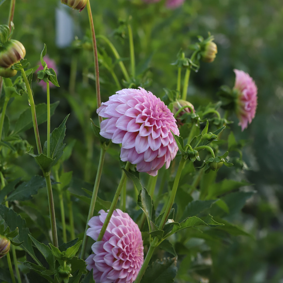 Dahlia 'Araluen Leatrice' - Spring Shipped