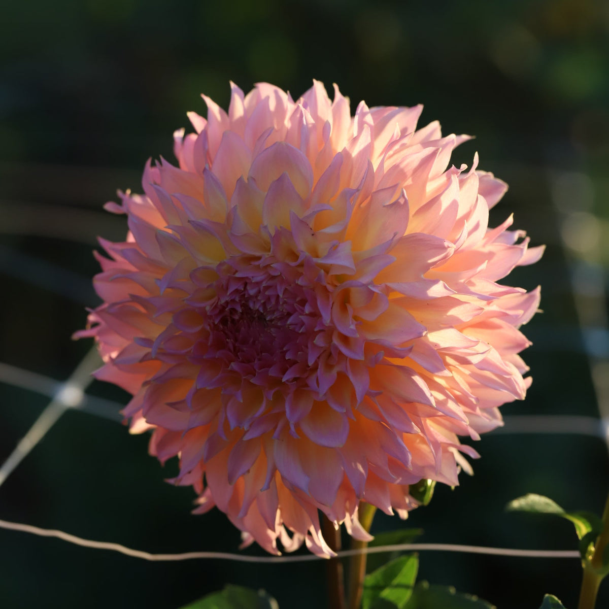 Dahlia 'Lee's Pink Grapfruit' - Spring Shipped