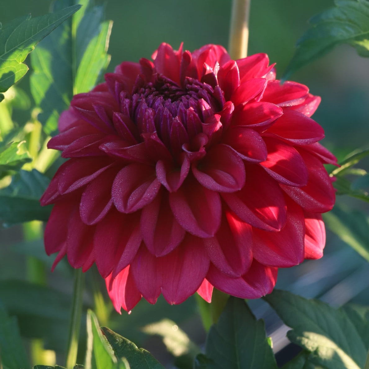 Dahlia 'Perch Hill' - Spring Shipped