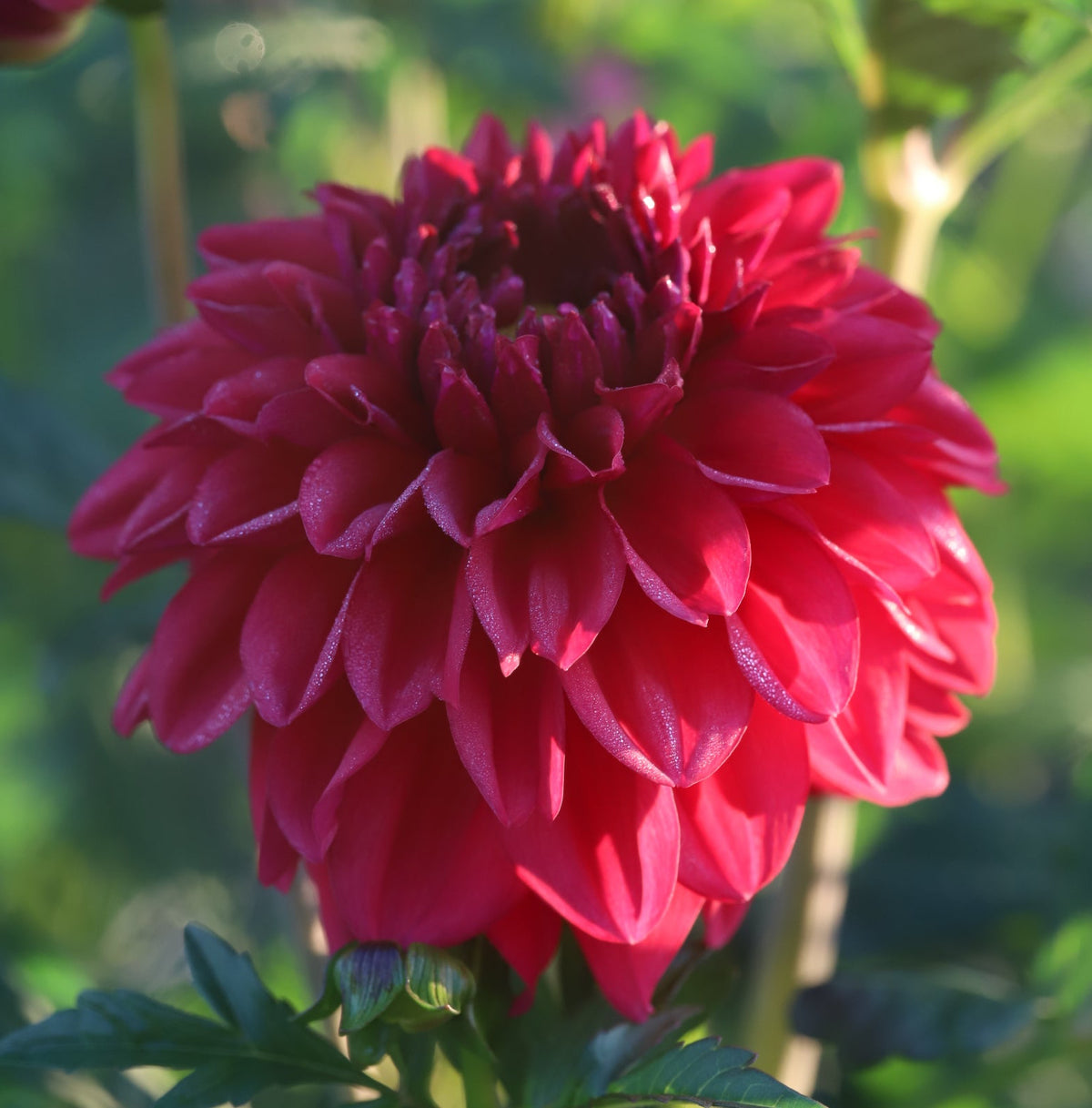 Dahlia 'Perch Hill' - Spring Shipped