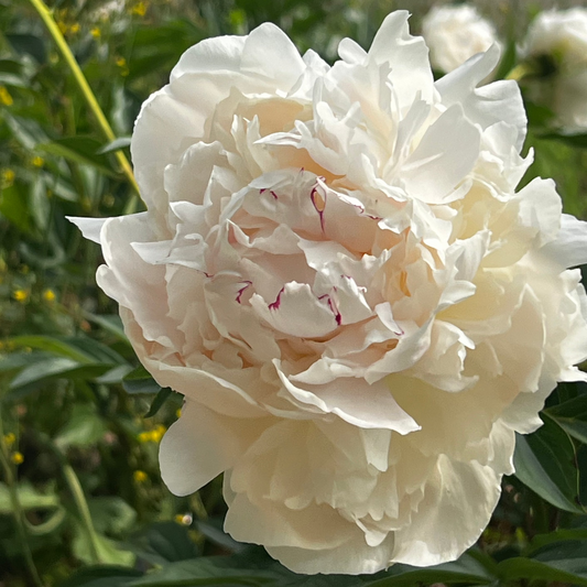 Odile Peony - Lactiflora 3-5 eyes