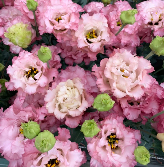 2026 Week 14 | Lisianthus Celeb Madonna | 10 Pack