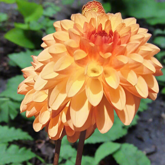 Dahlia 'Mingus Erica' - Novelty (1 tuber)