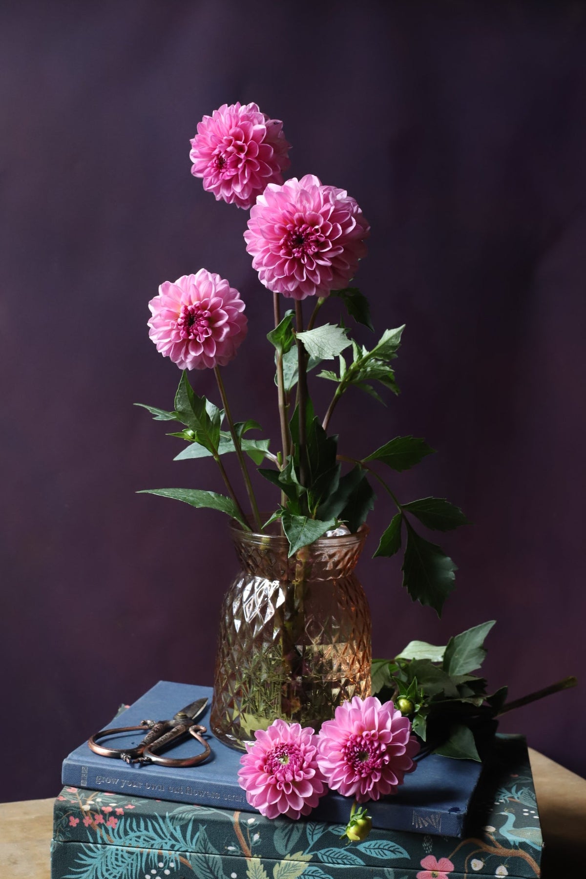 Dahlia 'Lee's Sugar Rush'