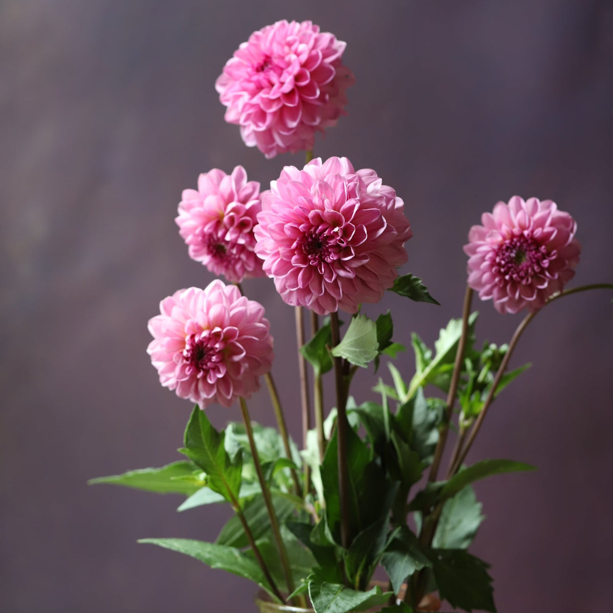 Dahlia 'Lee's Sugar Rush'