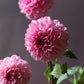 Dahlia 'Lee's Sugar Rush'