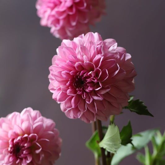 'Lee's Sugar Rush' Dahlia Rooted Cutting