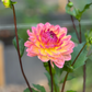 Dahlia 'Sandia Bliss'
