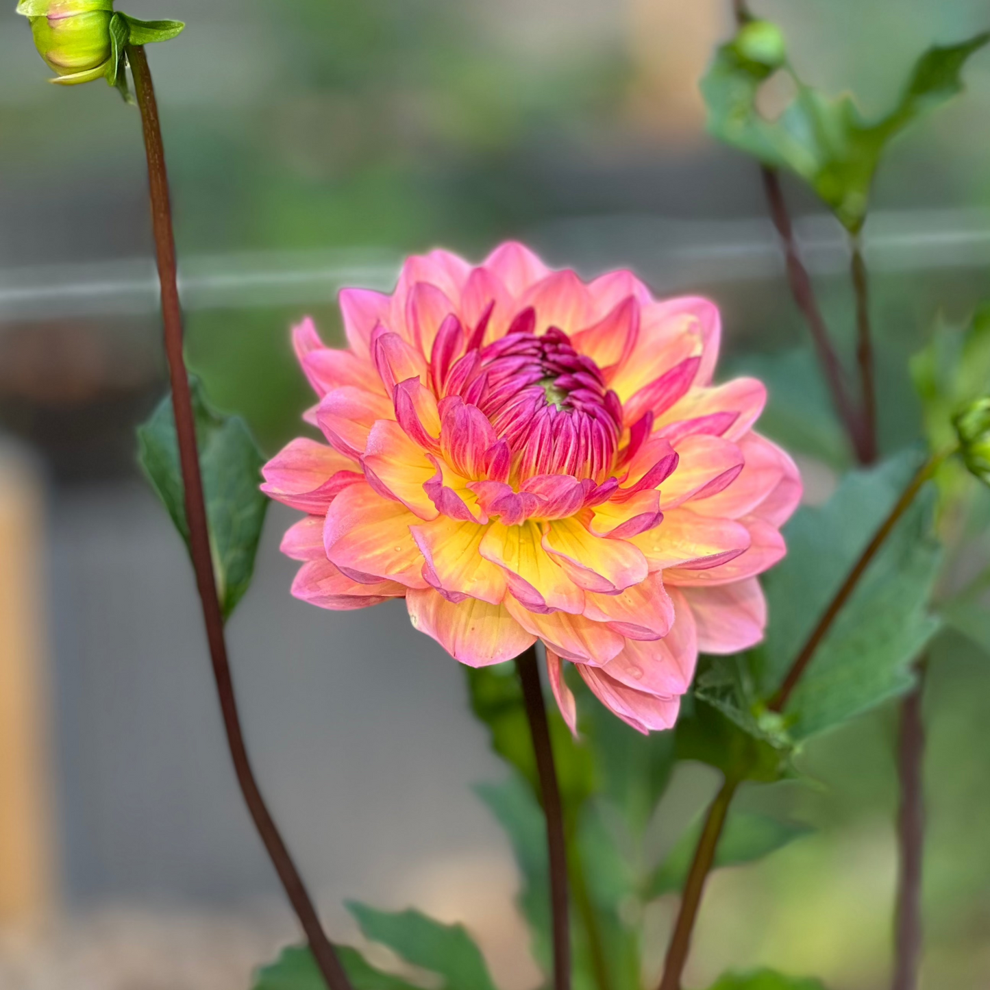 Dahlia 'Sandia Bliss' - ROOTED CUTTING