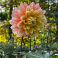 Dahlia 'Lee's Sugaree'