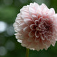 Dahlia 'Lee's Pineberry Trifle'