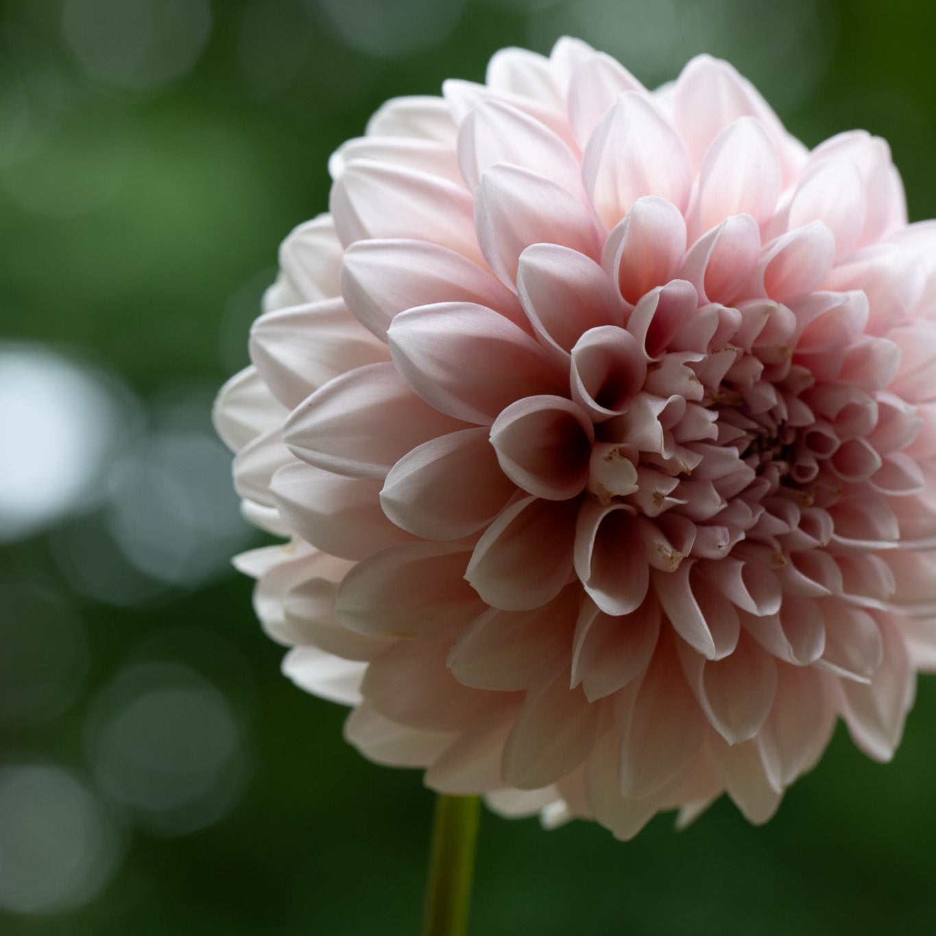 Dahlia 'Lee's Pineberry Trifle'