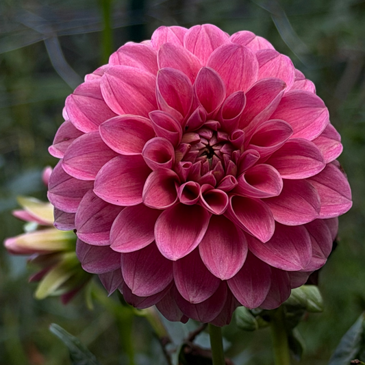'Levi’s Dreamwalk’ Rooted Cutting