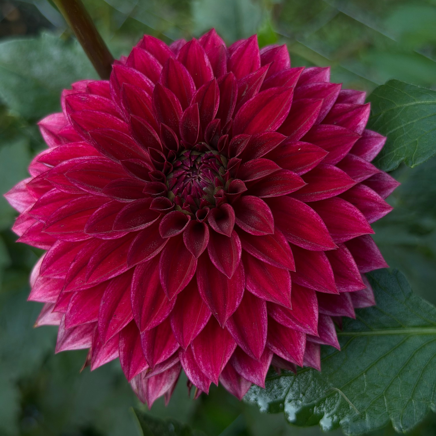 Dahlia 'RM Dragon's Blood'