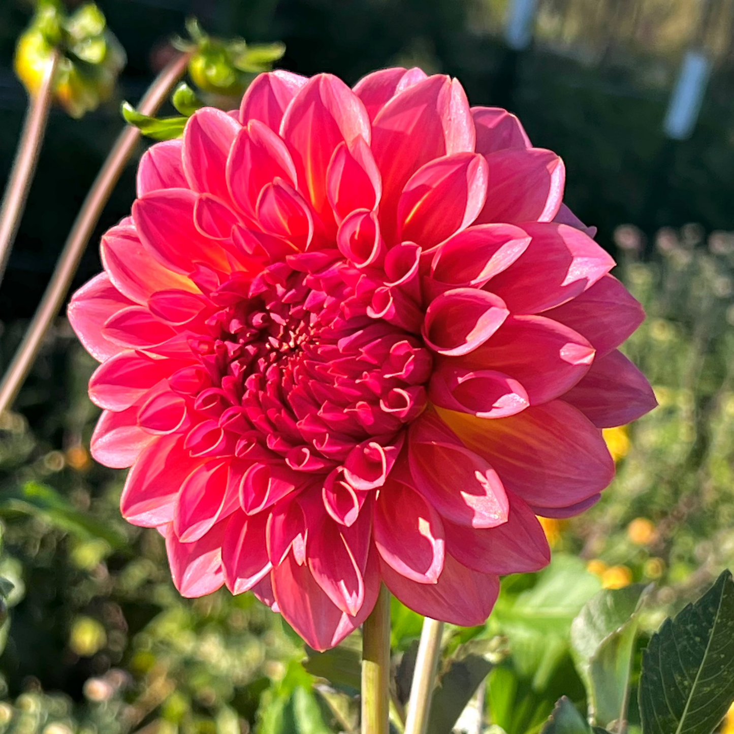 Dahlia 'Bloomquist Dave' - Formal Decorative (1 tuber)